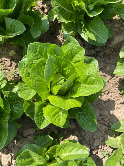 Кеона семена салата ромэн Rijk Zwaan-Райк Цваан описание – фото 8