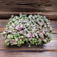 Шисо красная на корне (лоток) / 10 гр / РАСПРОДАЖА