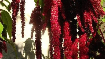 Амарант (плод)