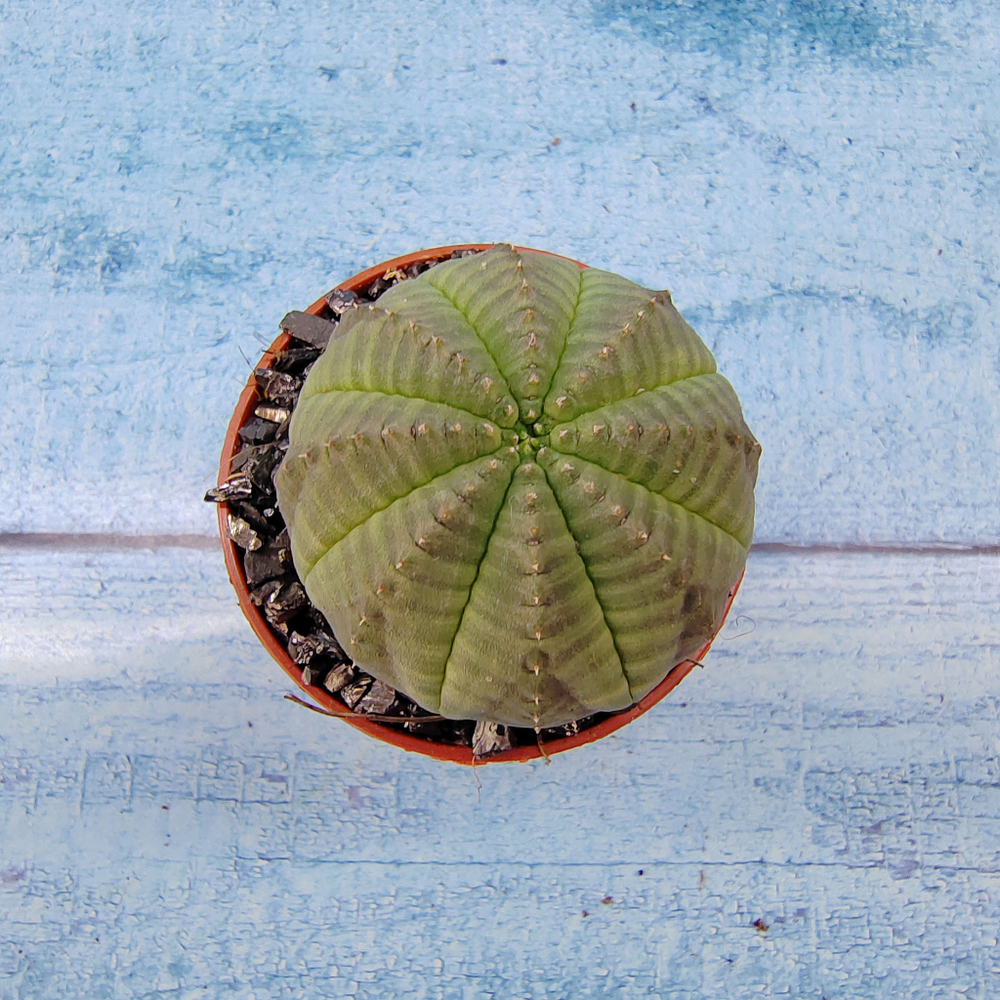 Euphoria Obesa (Эуфорбия)