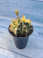 Gymnocalycium Variegata (Гимнокалициум Вариегатный)