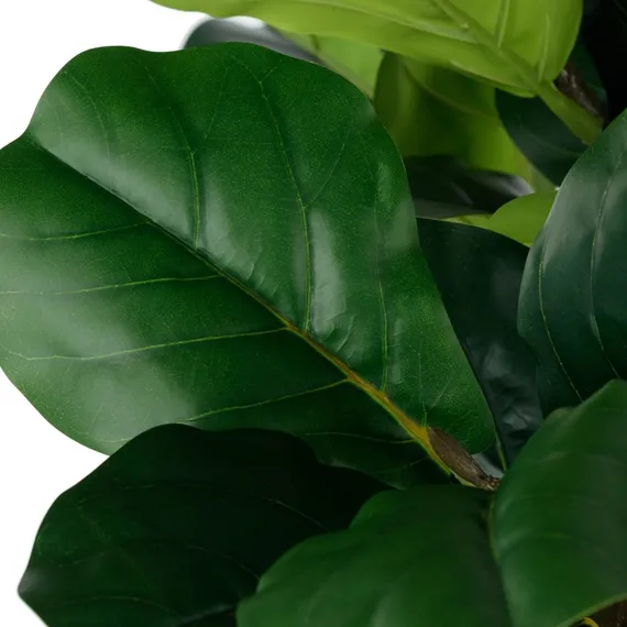 Фикус Лирата высота 165 см