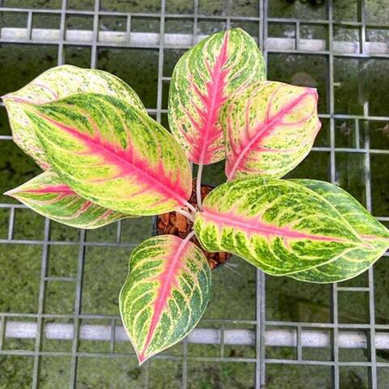 Аглаонема RUAY LAB / ANDINI