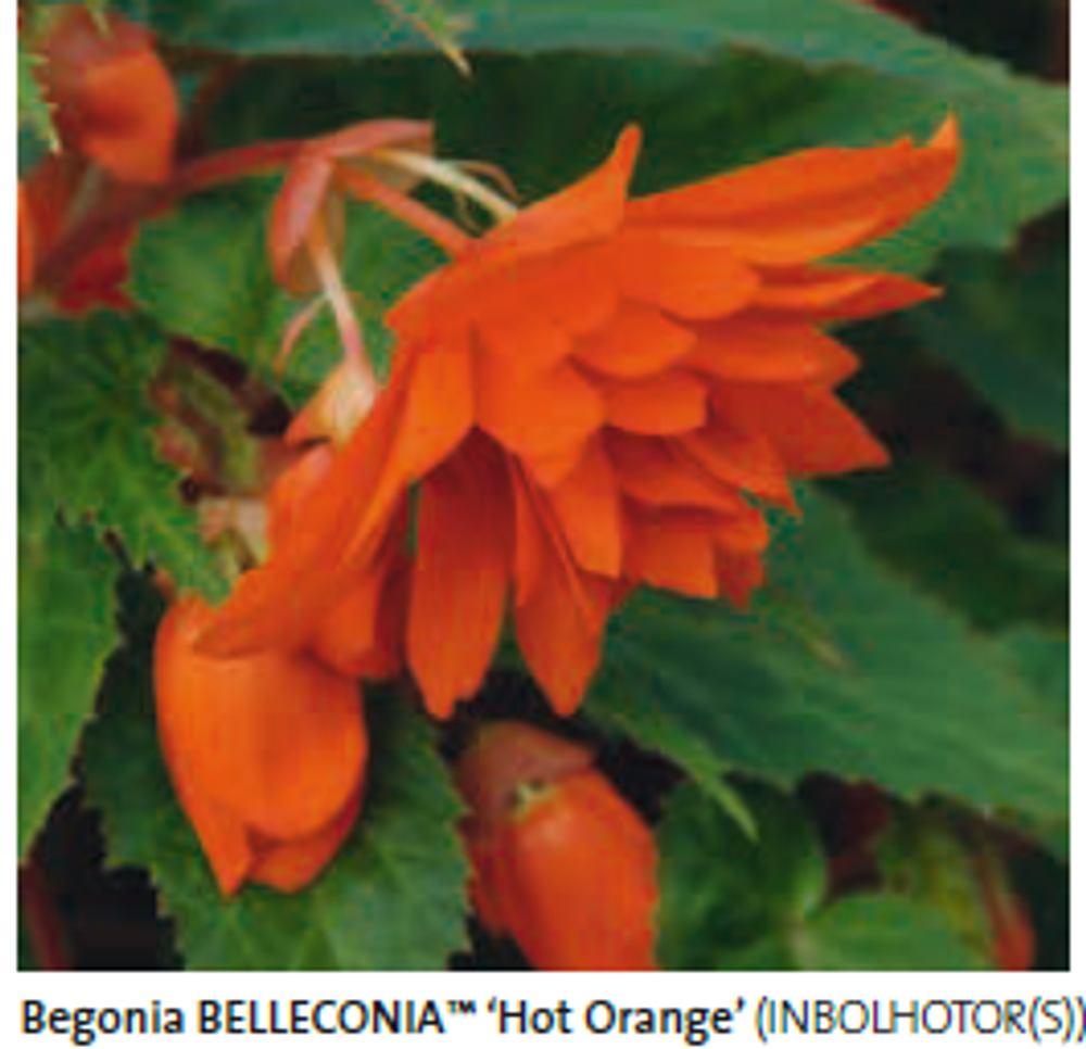 Begonia Belleconia hot orange ЕВРО укорененный черенок ЯНВАРЬ 26