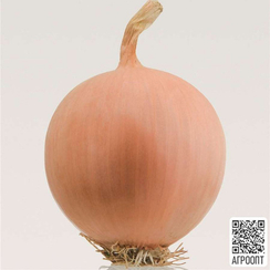 Песо F1 семена лука репчатого (Bejo / Бейо)