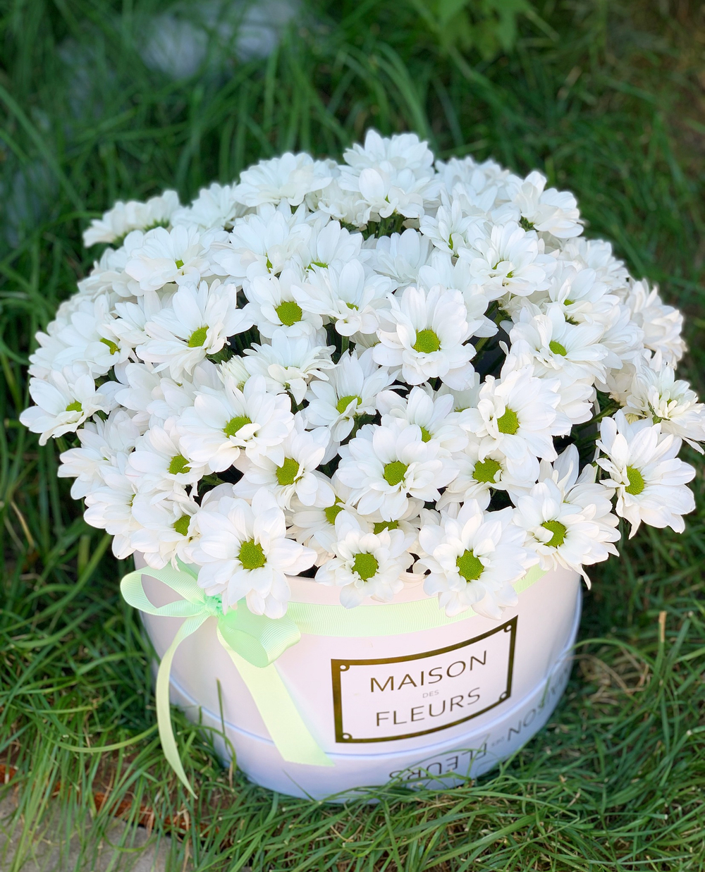 Белые хризантемы в подарочной коробке "Maison des Fleurs"