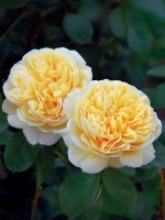 Роза английская Шарлотта