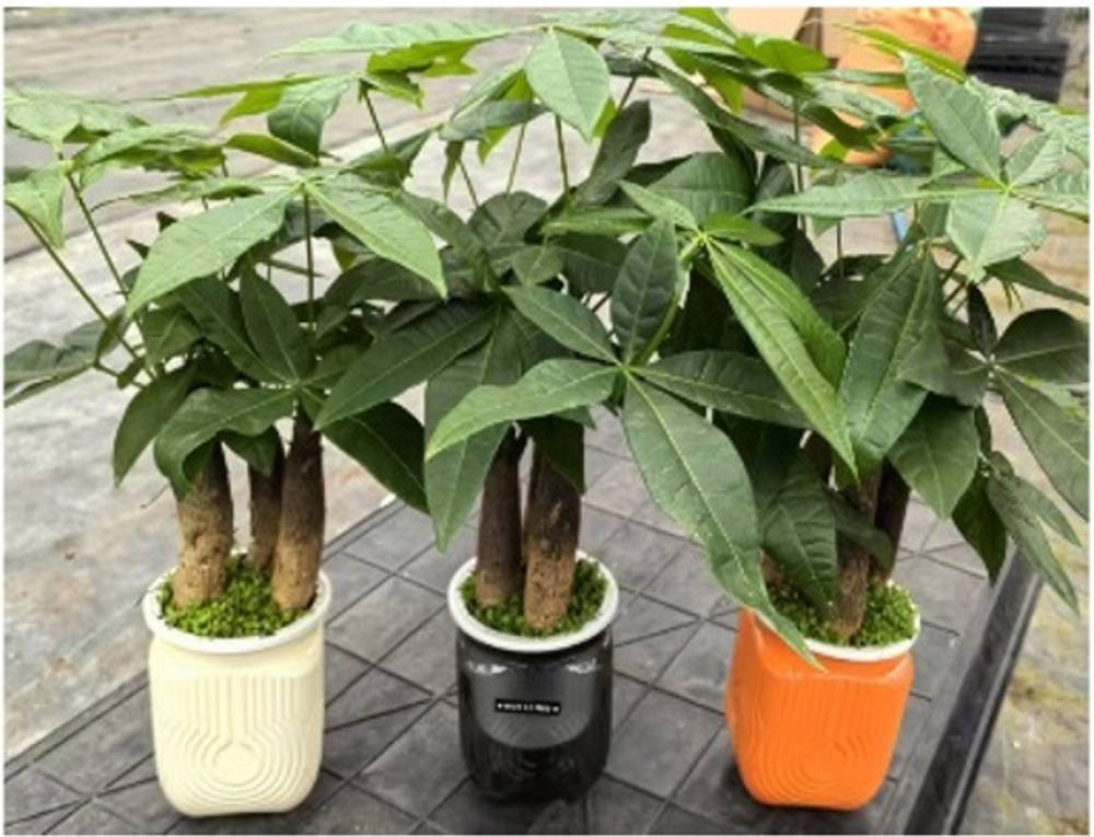 Пахира Little Forest Space Cup Thre