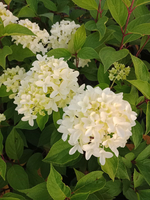 Гортензия метельчатая "СКАЙФОЛЛ"