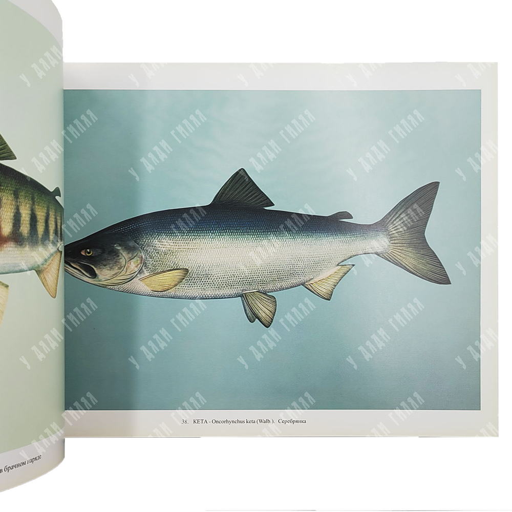 [Редкость] Промысловые рыбы России. Атлас цветных рисунков рыб. Репринт изд. 1949. 2000