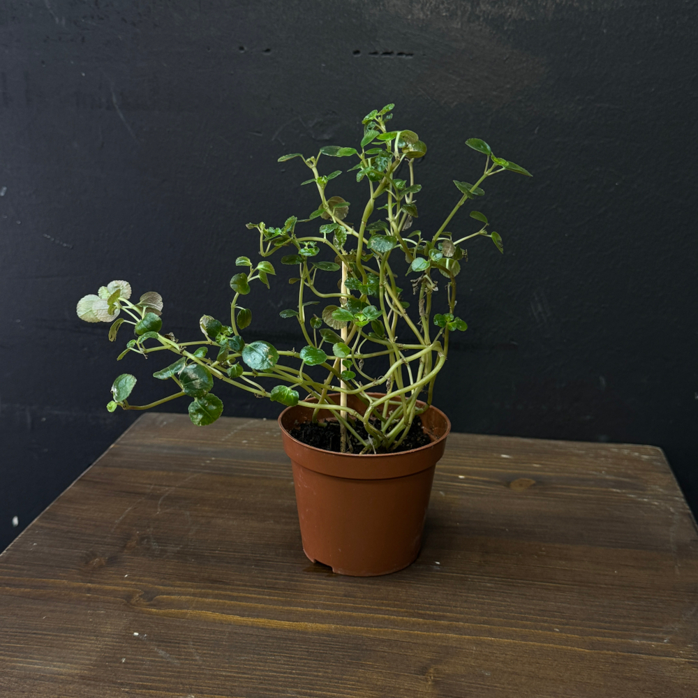 Пеперомия круглолистная