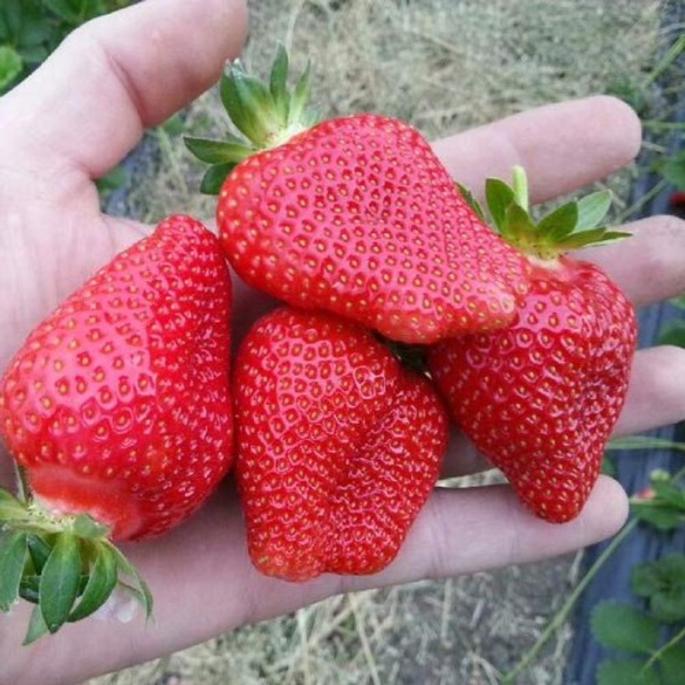 Земляника Альба