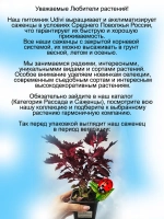 Колеус Королевские витражи