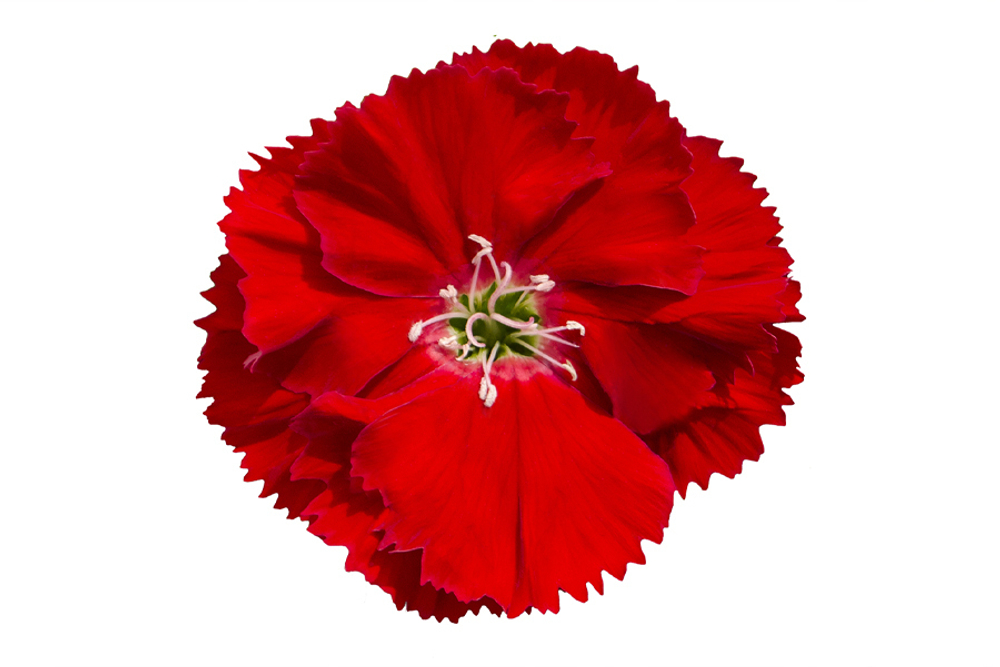 Гвоздика китайская Диана F1 Скарлетт 8шт Мировые Семена VITA GREEN