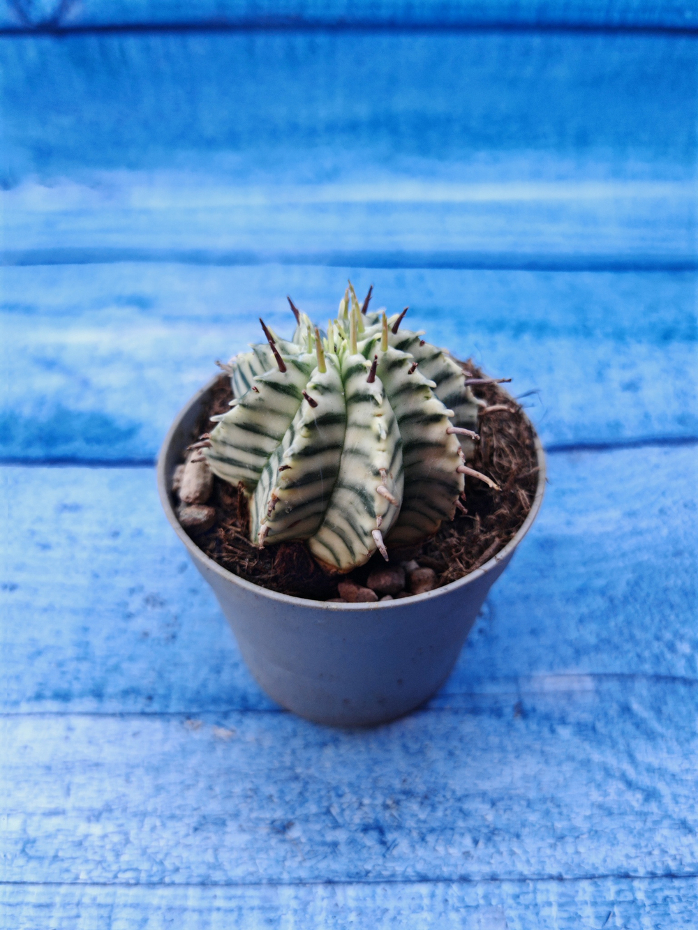 Euphorbia meloformis f. Variegated (Эуфорбия вариегатная)