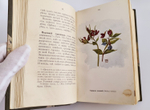"Наши весенние цветы. Серия 1-3. Наши летние цветы. Серия 1-2". Д.Н.Кайгородов. 1915г.