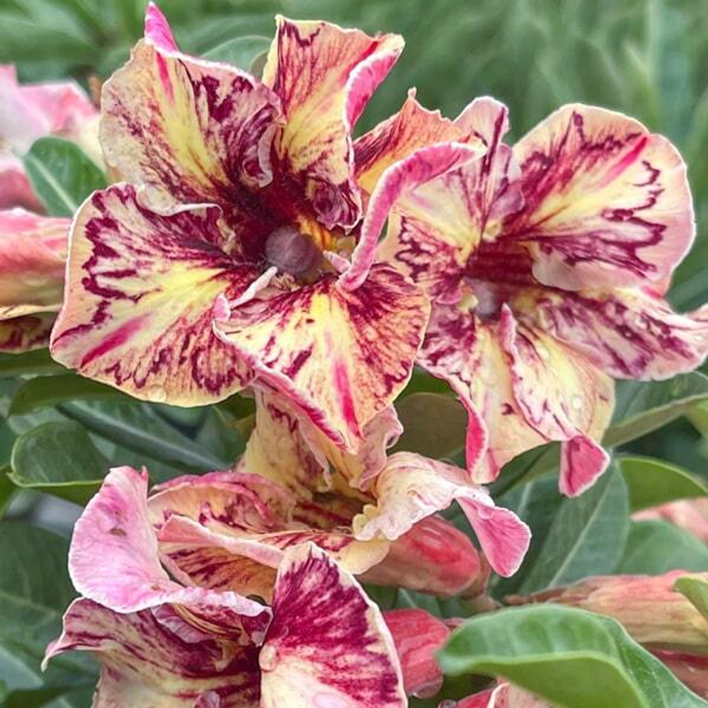 Адениум обесум 365 Chanel