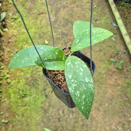 Хойя CLEMENSORIUM X AFF VITELLINA SPLASH