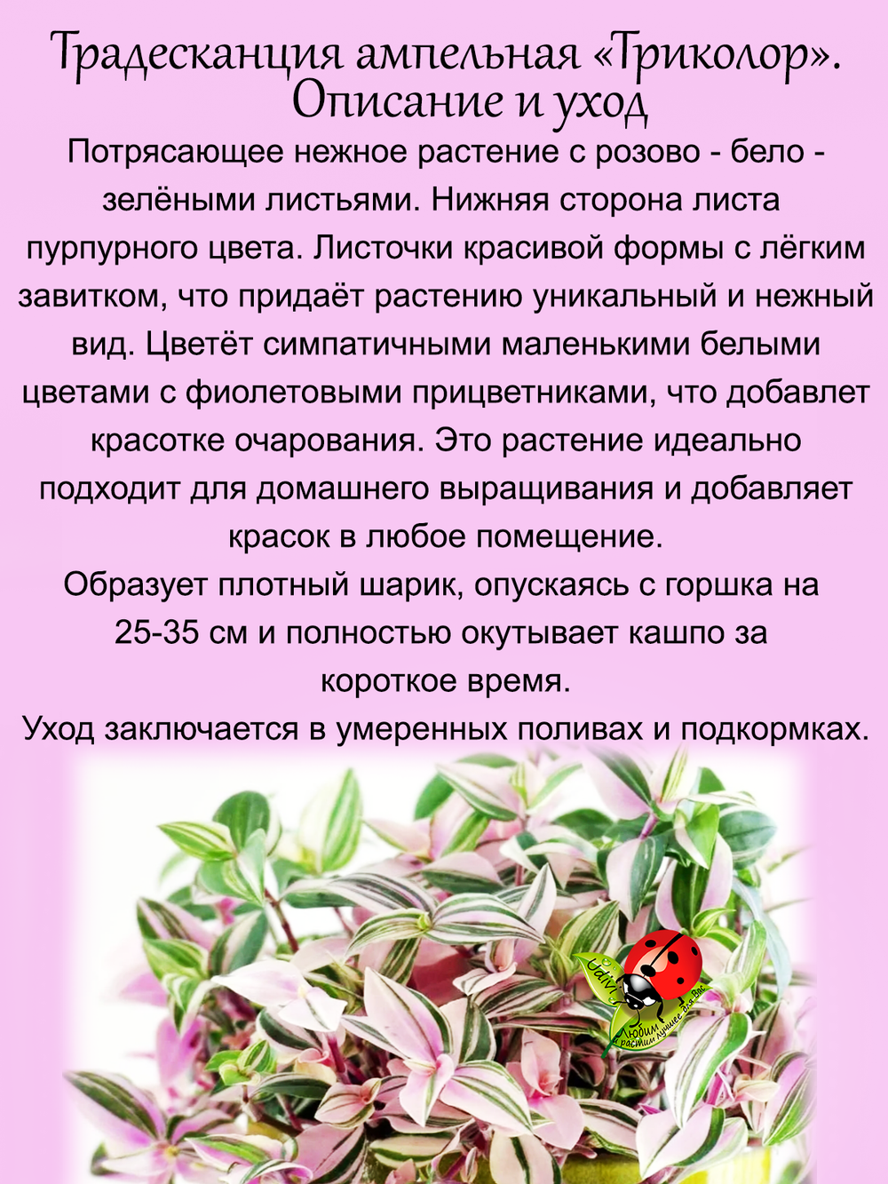 Традесканция Триколор ампельная вариегатная