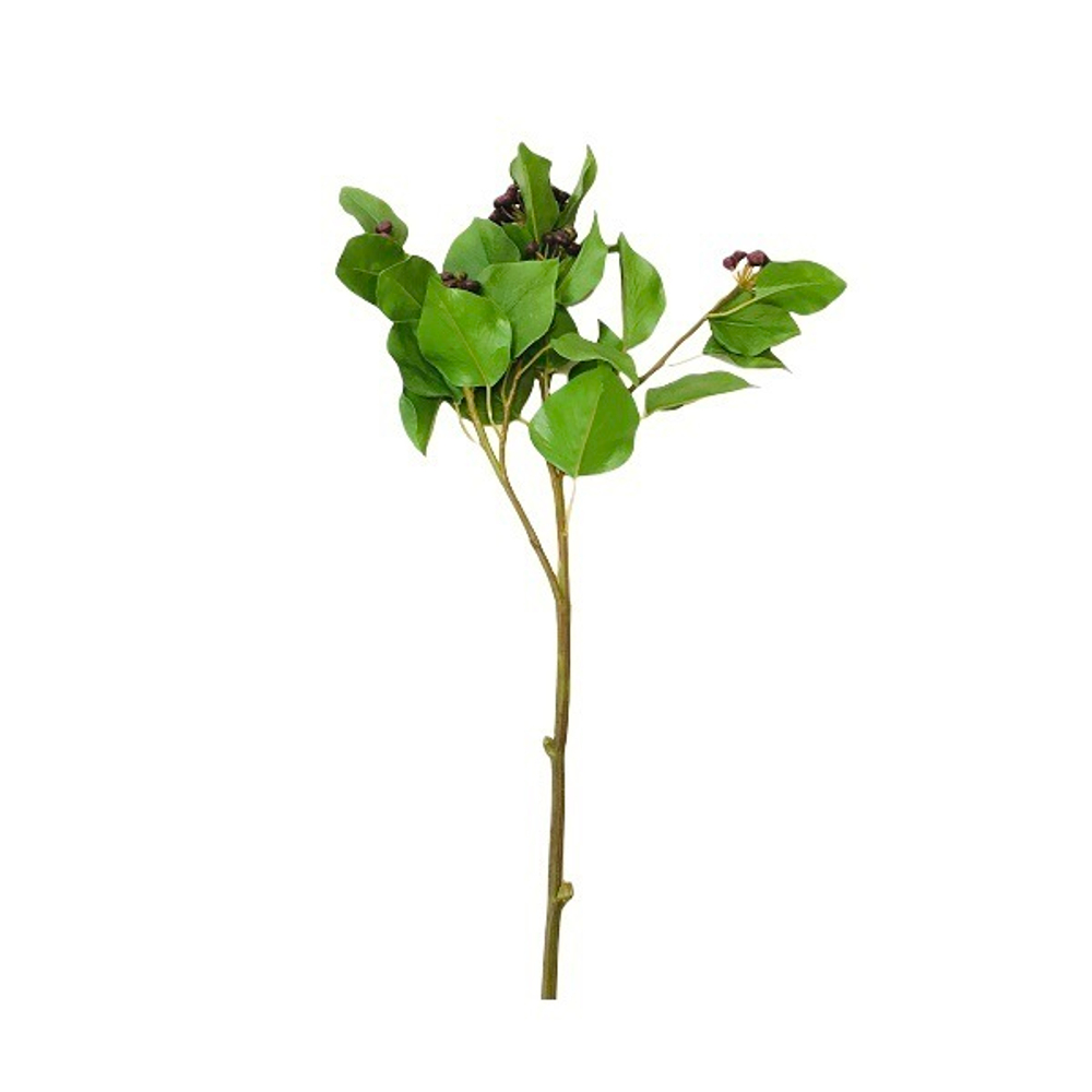 Лавр с бордовыми ягодами