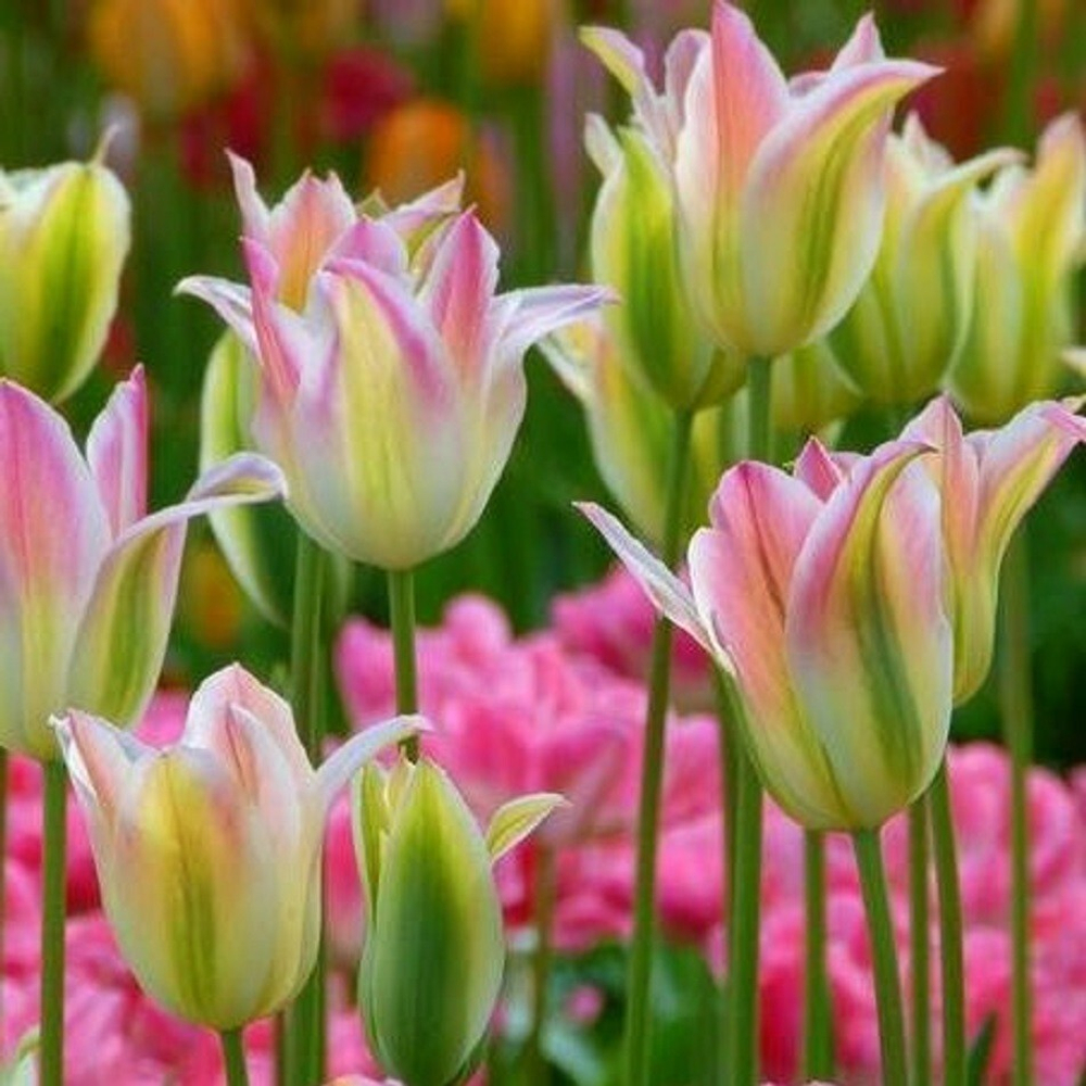 ЛУКОВИЦЫ ТЮЛЬПАН FLOROSA 12/14, DARIT 5 ШТ/УП