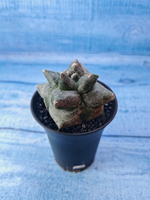 Astrophytum Myriostigma monstrosa (Астрофитум)