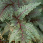 Кочедыжник ниппонский "Red Beauty". Athyrium niponicum "Red Beauty".