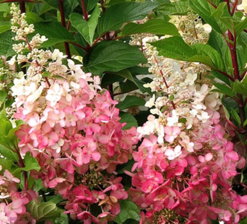 Пинки Винки «Pinky Winky» С3