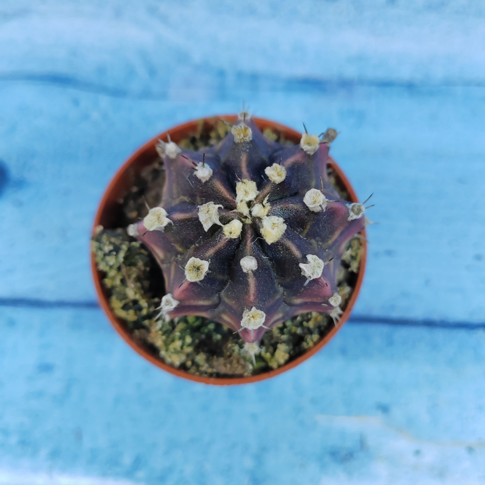 Gymnocalycium Friedrichii (Гимнокалициум)