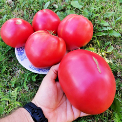 Помидоры Благодарное Сердце