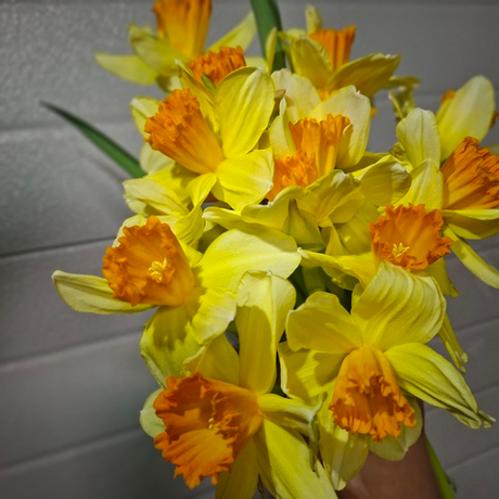 Нарцисс Фортиссимо