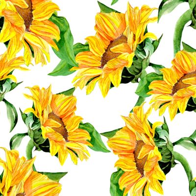 Акварельные подсолнухи.