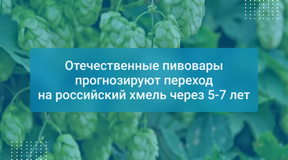Отечественные пивовары прогнозируют переход на российский хмель через 5-7 лет