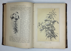 Гесдерфер М. Комнатное садоводство. СПб. Изд. Девриена, 1898г.