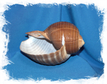 Ракушка Тонна Галея