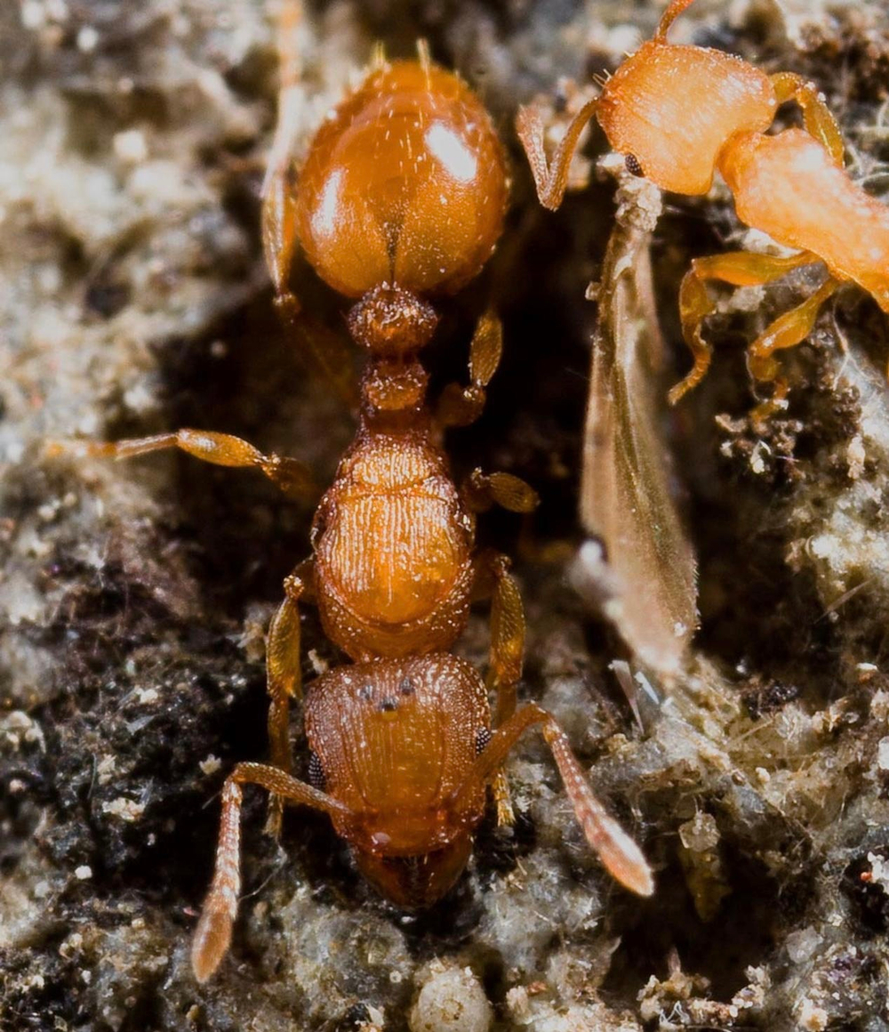 Муравьи Tetramorium simillimum (Африканские малыши)