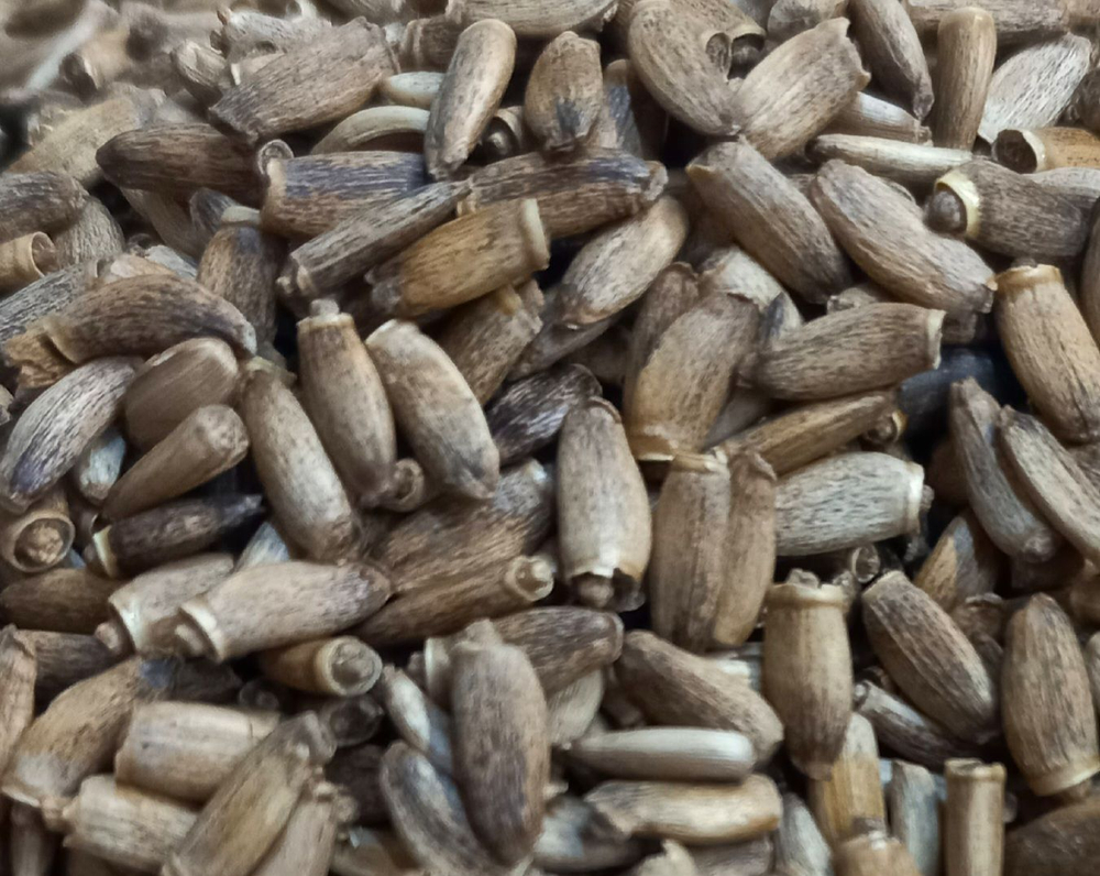 Семена расторопши, 0,5 кг.