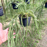 Хуперция H.CARINATA BLUE