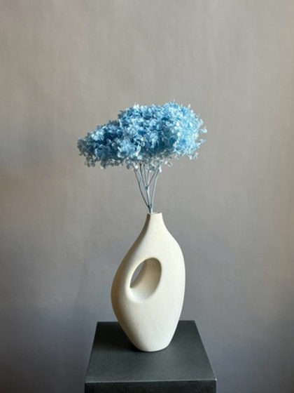 Гортензия стабилизированная голубая