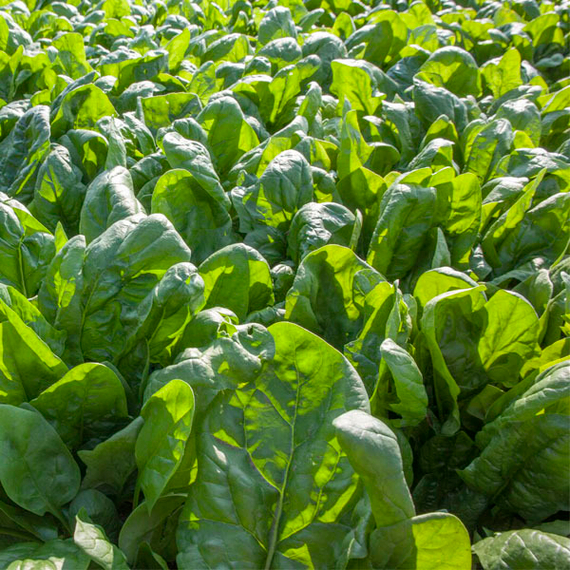 Игл_F1_семена_шпината_Rijk_Zwaan_семена – фото 4