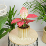 Аглонема Ред Джой 12/35