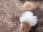 157 PA-DR Платье-пачка "Puppy Angel - TUTU Dress"