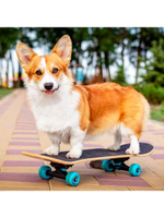 Алмазная мозаика 20х20см. "Корги на скейте" квадратная с полн.заполнен.на подрам. (Арт. НД-0951)