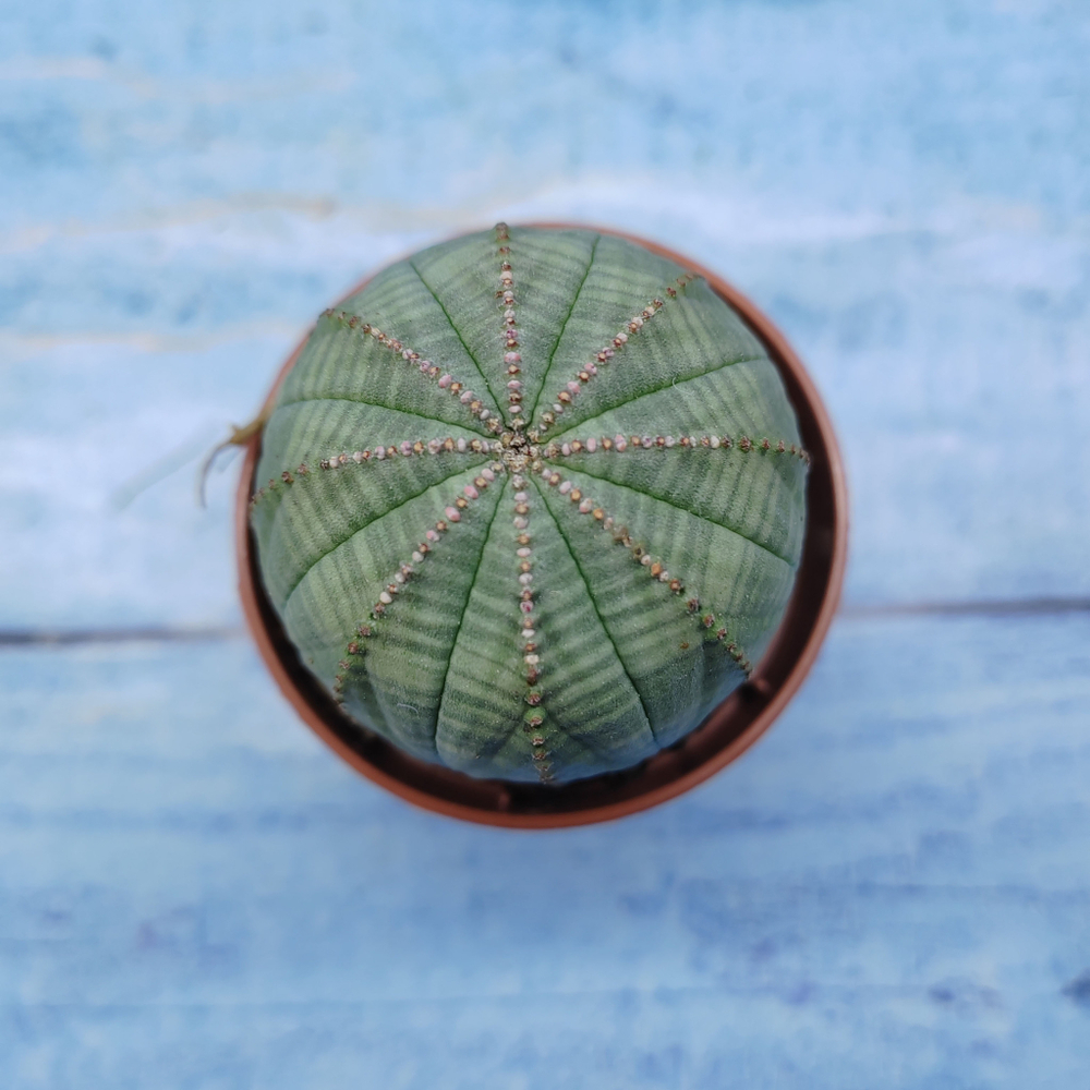 Euphorbia Obesa (Эуфорбия)
