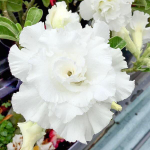 Адениум обесум 083 Ngọc Băng