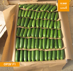 ОРЗУ F1 семена огурца (Nunhems | Alexagro)