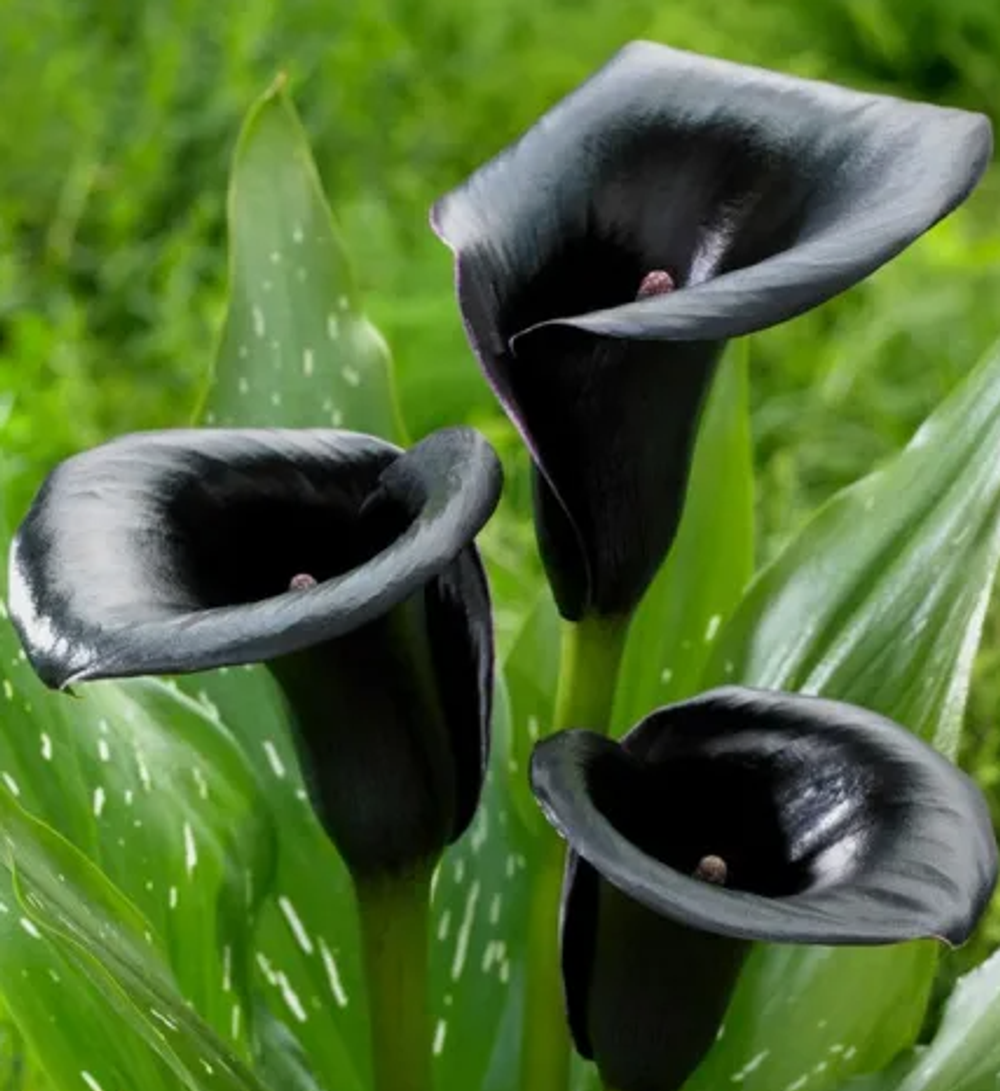 Калла Ла Паз 1 клубень, март 2026