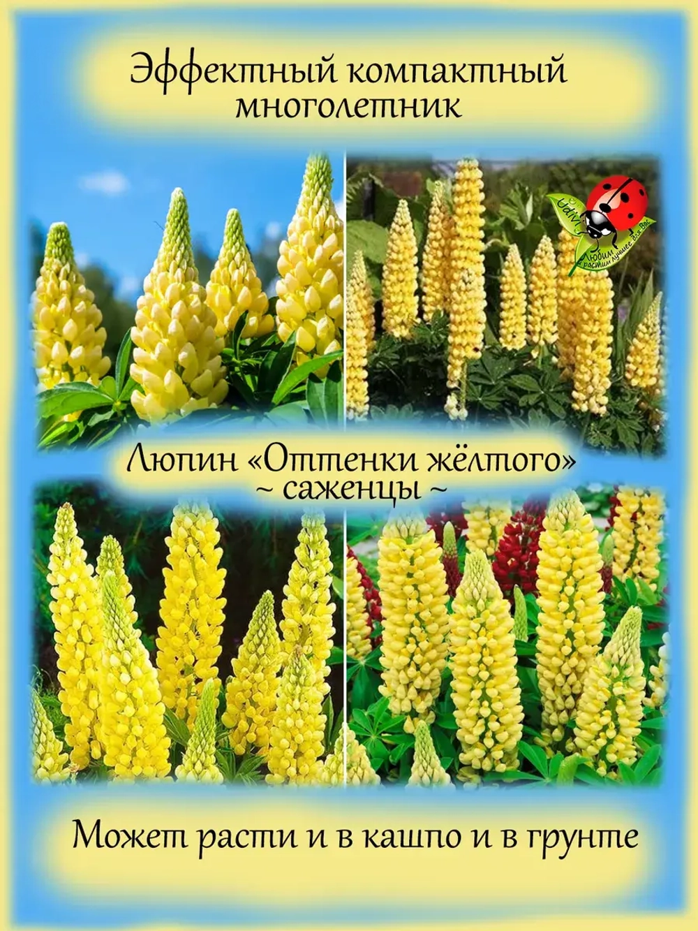 Люпин Оттенки жёлтого многолетний