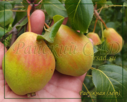 Груша Радужная