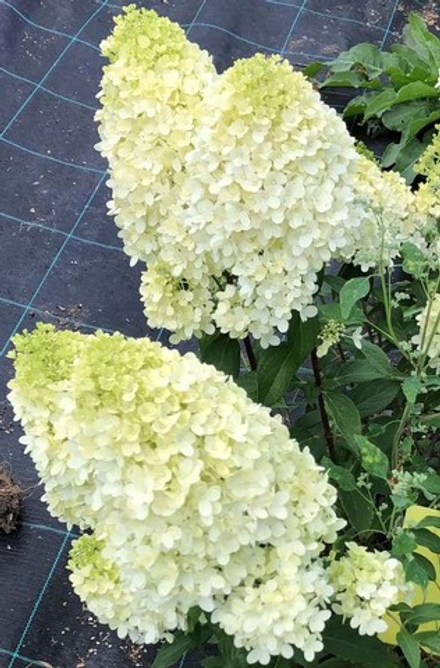 Гортензия метельчатая Мэджикал Маттерхорн (Hydrangea paniculata Magical Matterhorn)